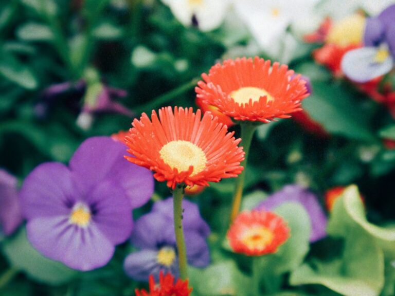 A photo of two flowers growing side-by-side, signifying two journeys and choosing the right path