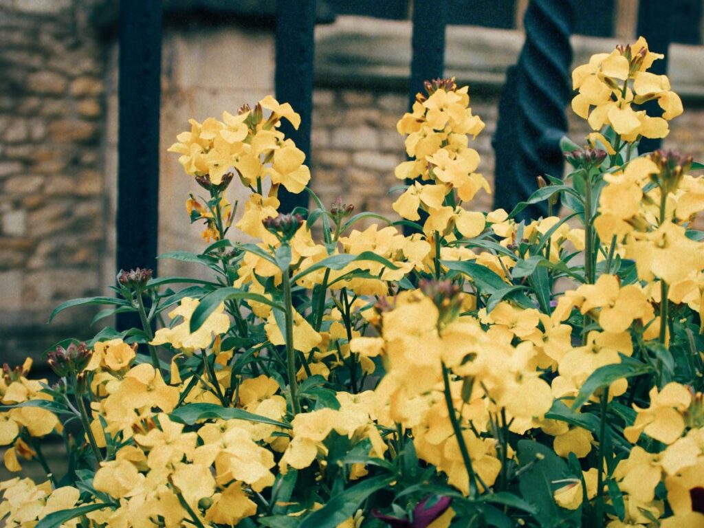 A photo of yellow flowers, signifying simplicity as the blog post explores simple summer activities for adults