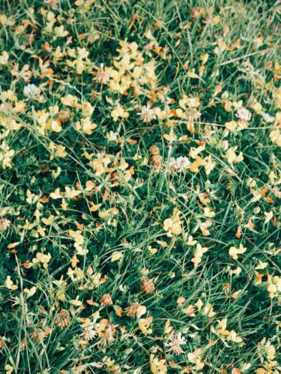 Grass with yellow flowers