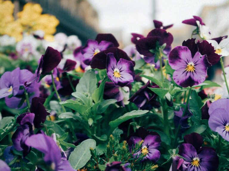 Purple flowers, signifying new beginnings following Intentional Lucie's burnout recovery plan