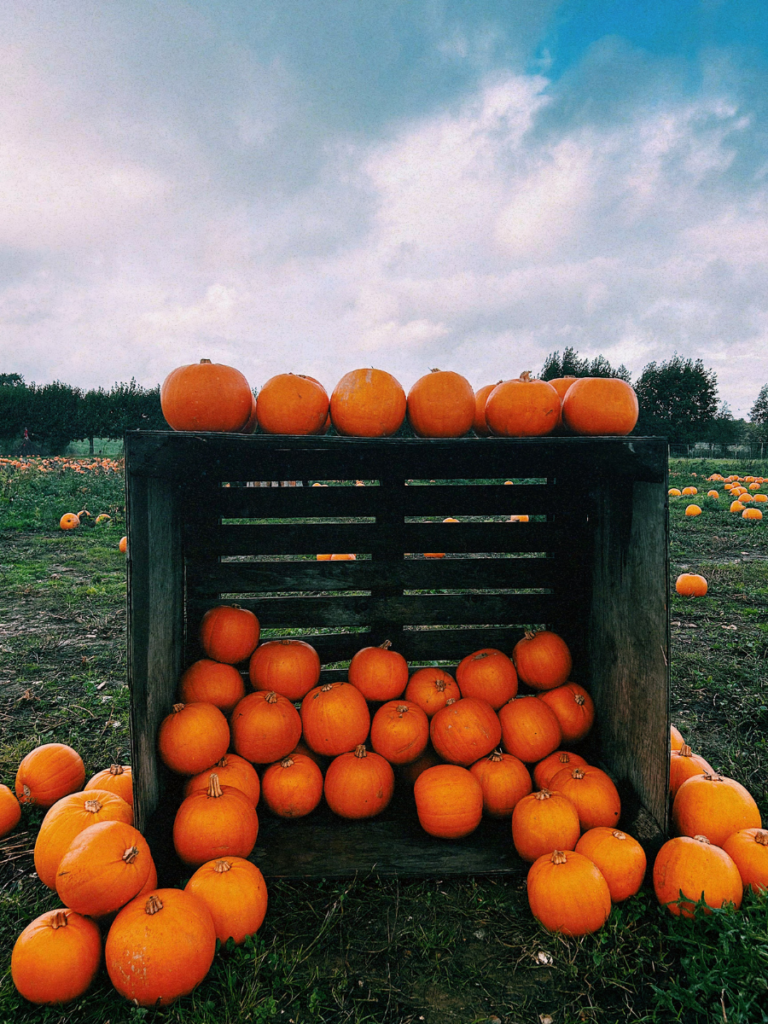 Cosy autumn activity ideas include a trip to the pumpkin patch