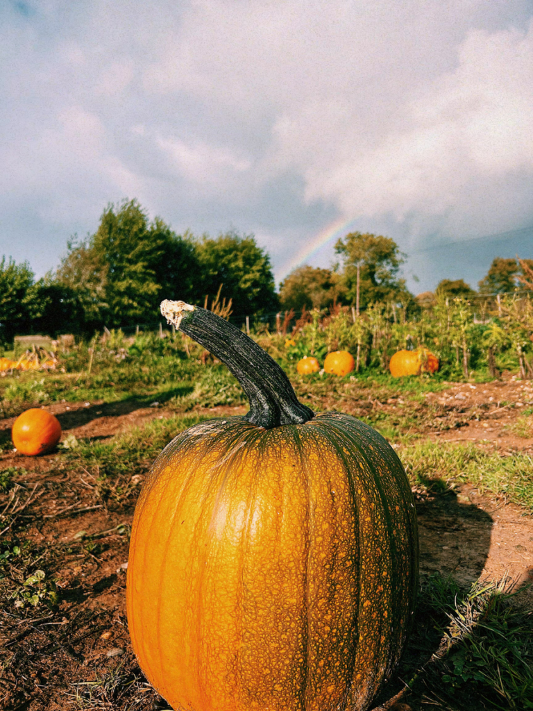 A pumpkin with a rainbow behind it, captured on an autumn activity idea of visiting the pumpkin patch