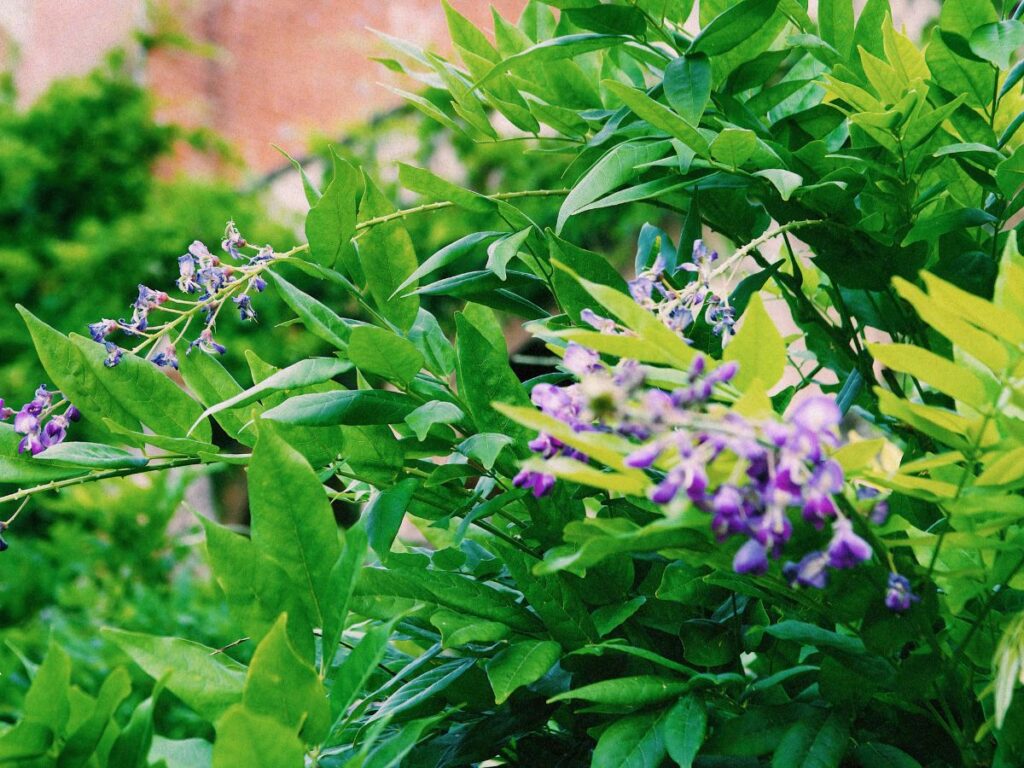 Flowers and leaves to signify life, as Lucie discusses living each day to the fullest